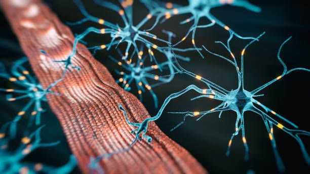 말초동맥 질환 증상