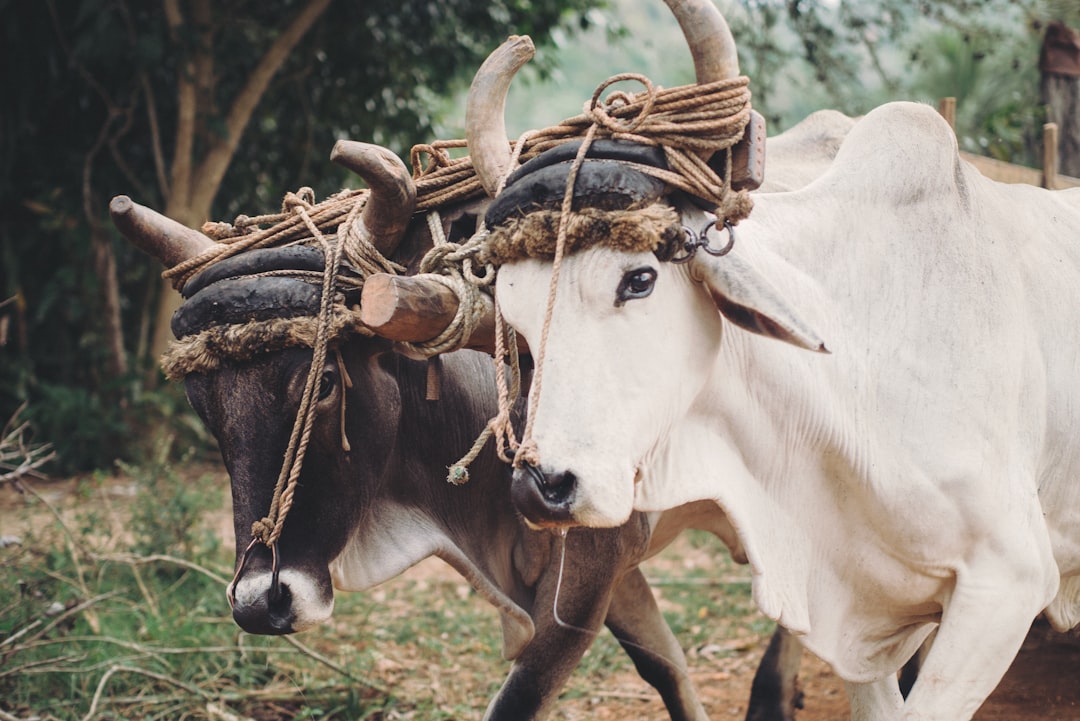 Ox