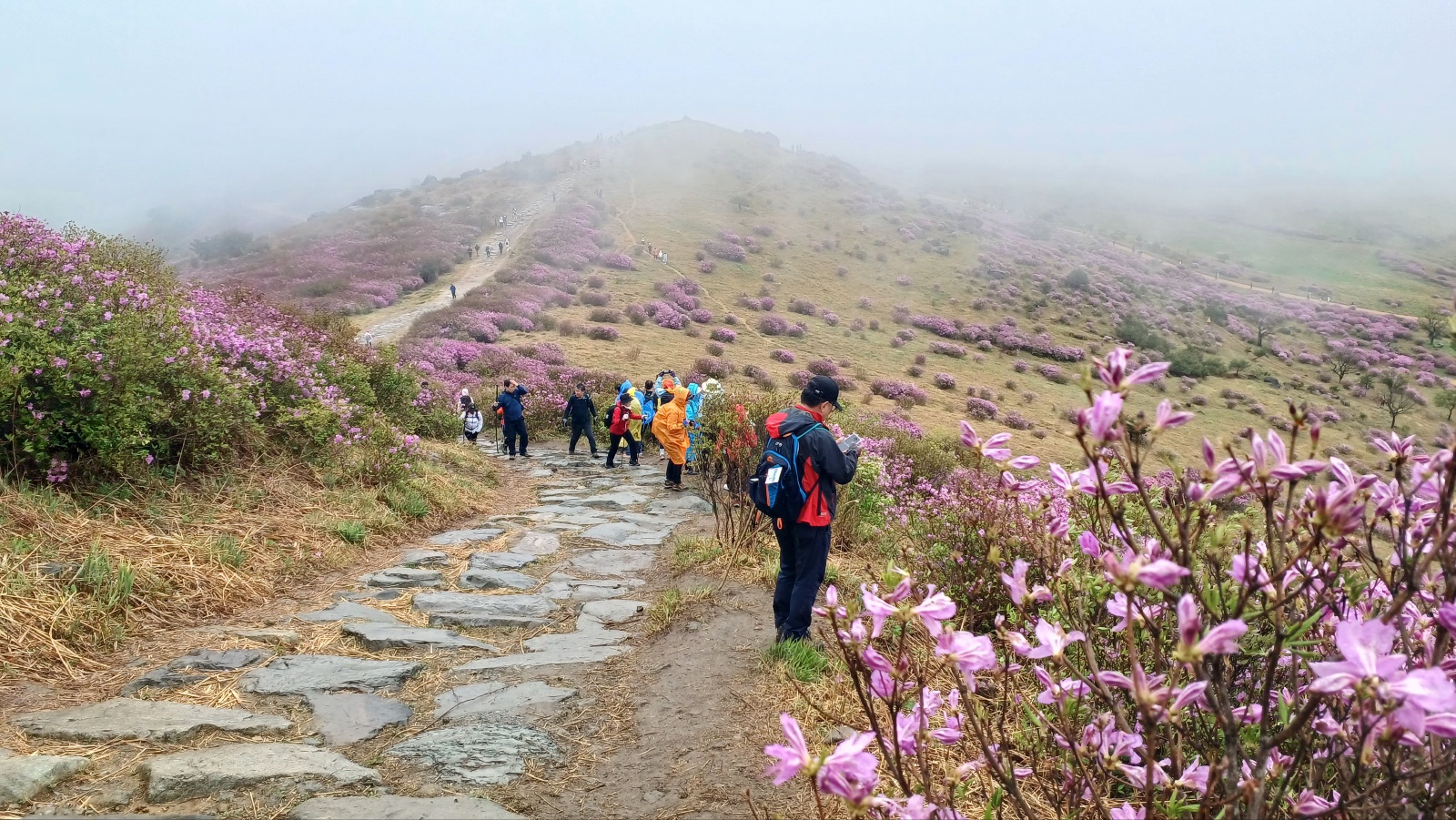 합천 황매산 철쭉34