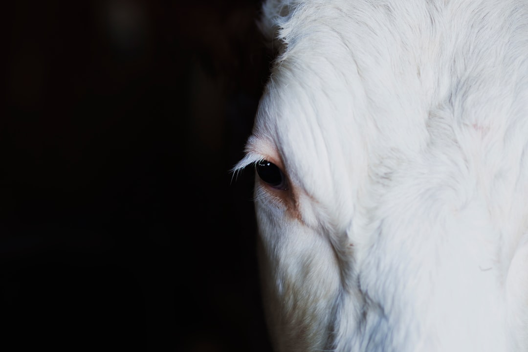 Eye