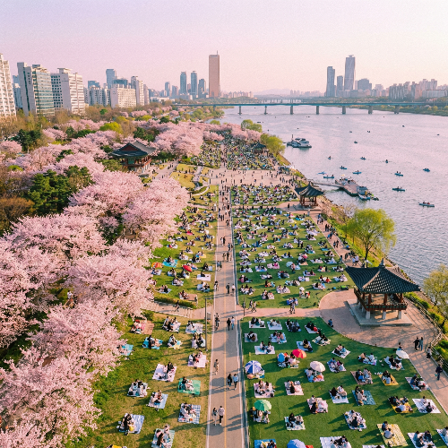 분홍빛 벚꽃과 푸른 잔디가 어우러진 한국의 아름다운 봄 공원 항공 사진. 근로자의 날 연휴를 맞아 가족과 연인들이 돗자리를 펴고 평화로운 금요일 오후를 즐기는 모습. 파스텔 톤의 부드러운 색감과 시네마틱한 조명이 돋보이는 8k 고해상도 풍경 사진.
