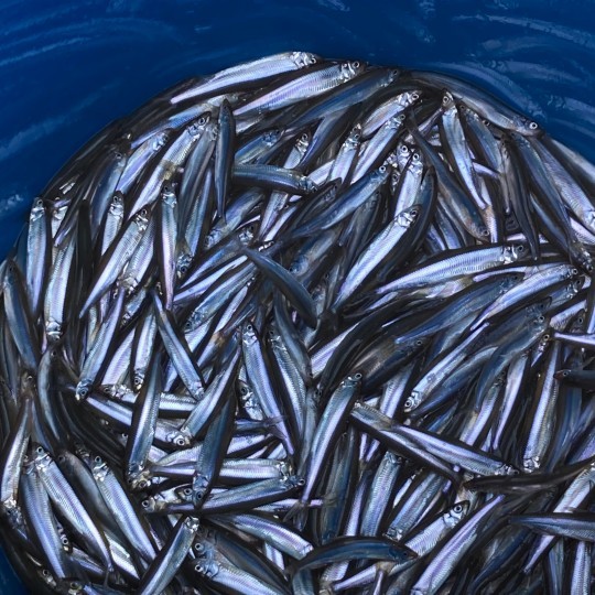 &amp;#39;양평 산수유 마을 빙어축제 2023&amp;#39; 행사소개&amp;#44; 축제안내