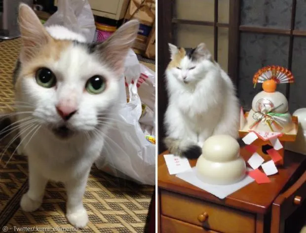 "고양이