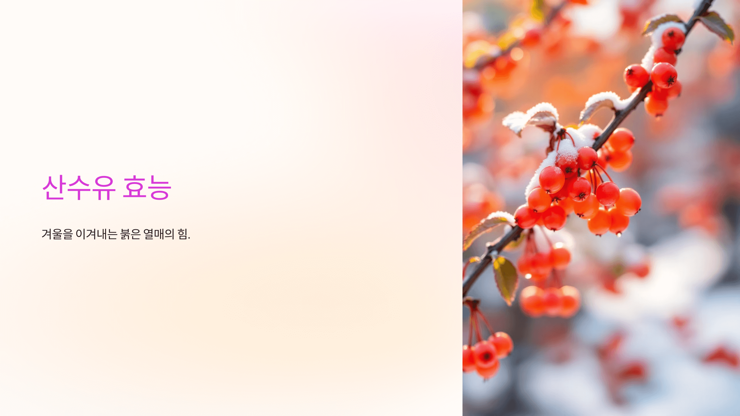 산수유 효능과 관련된 사진입니다.