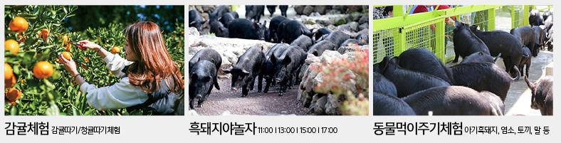 휴애리 유채꽃 축제