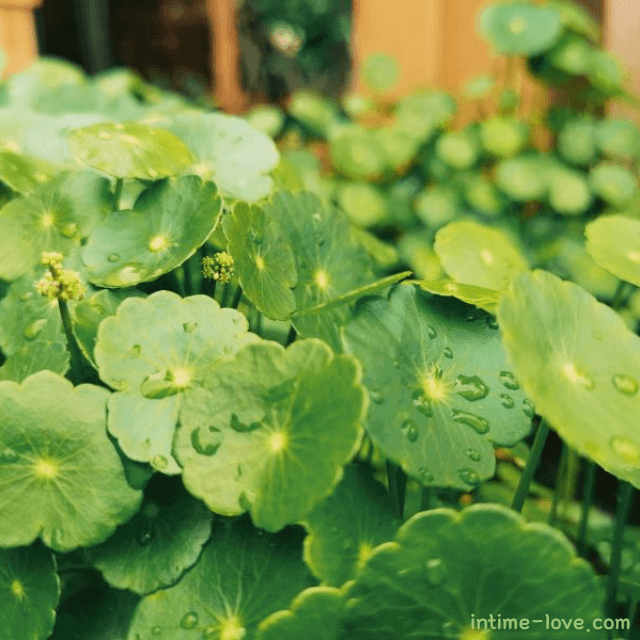 피부 재생에 효과적인 병풀 특징