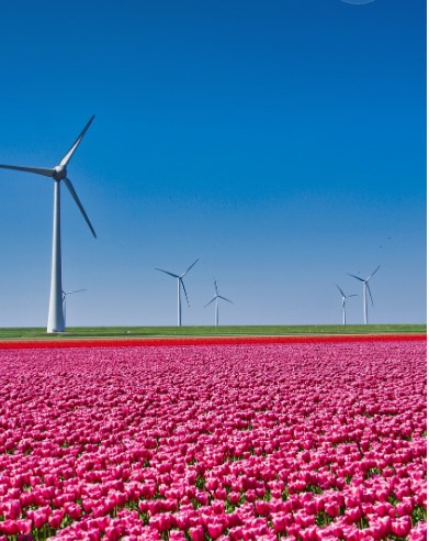 봄에 꼭 가야 할 꽃축제 관련 이미지