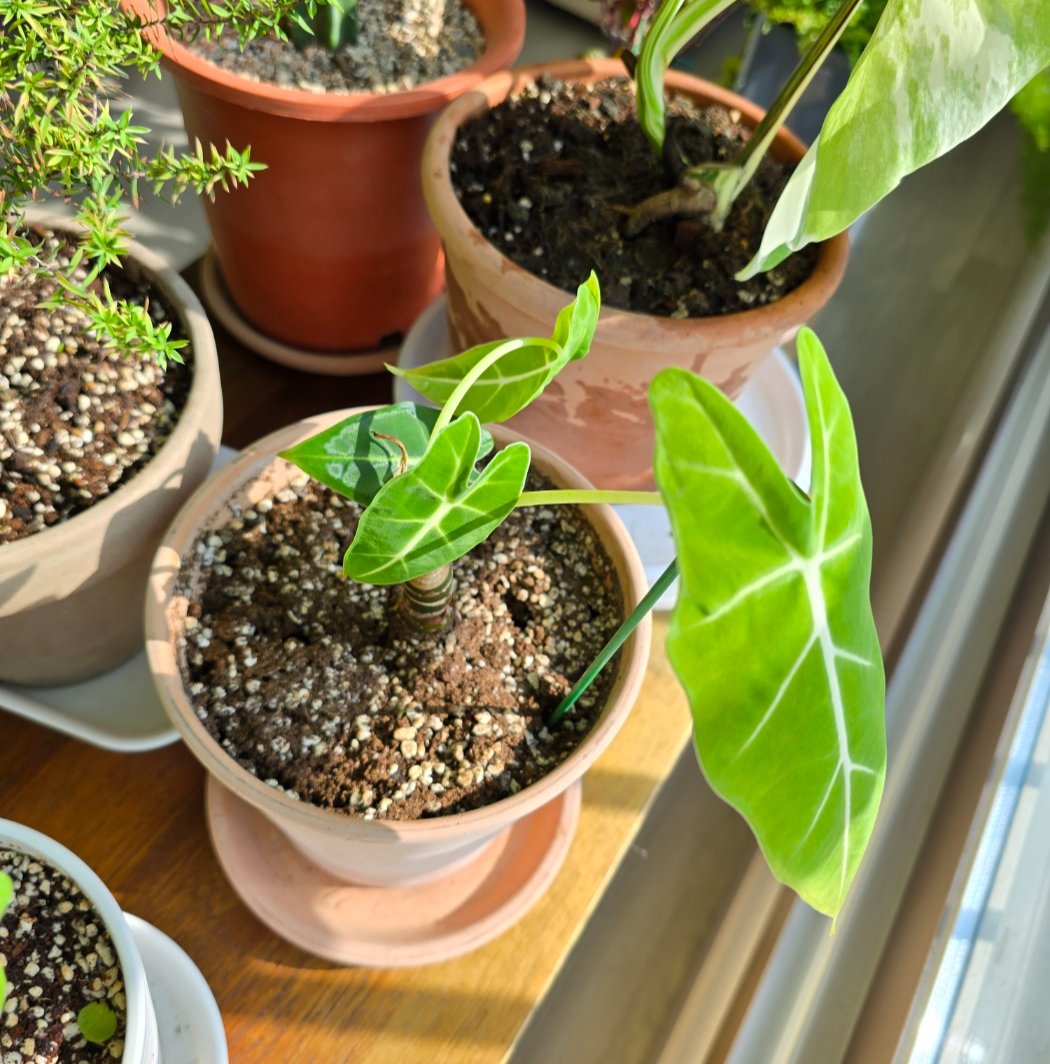 프라이덱 분갈이 후