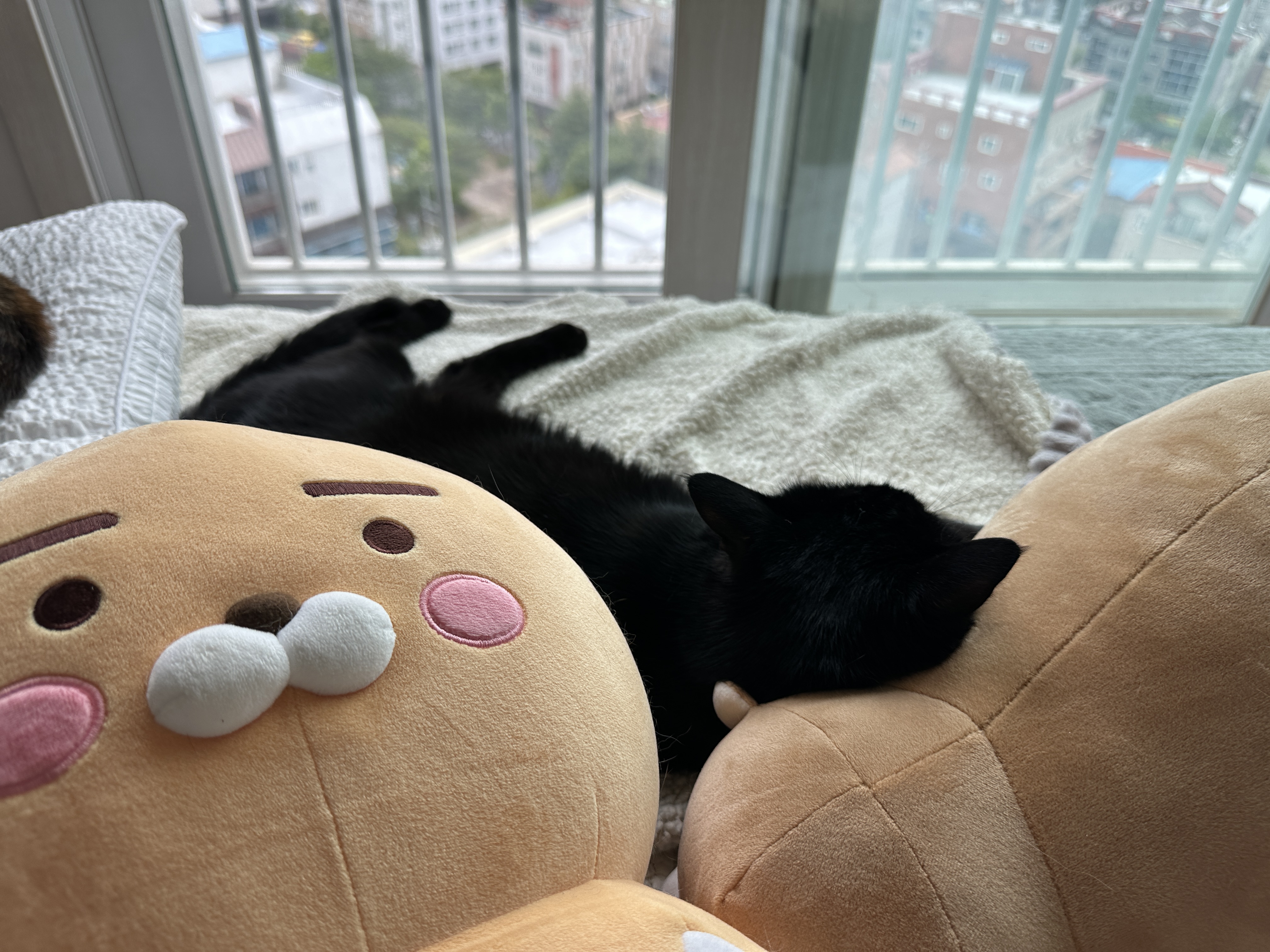 새로_업어온_물개_인형을_맘에_들어하는_건이