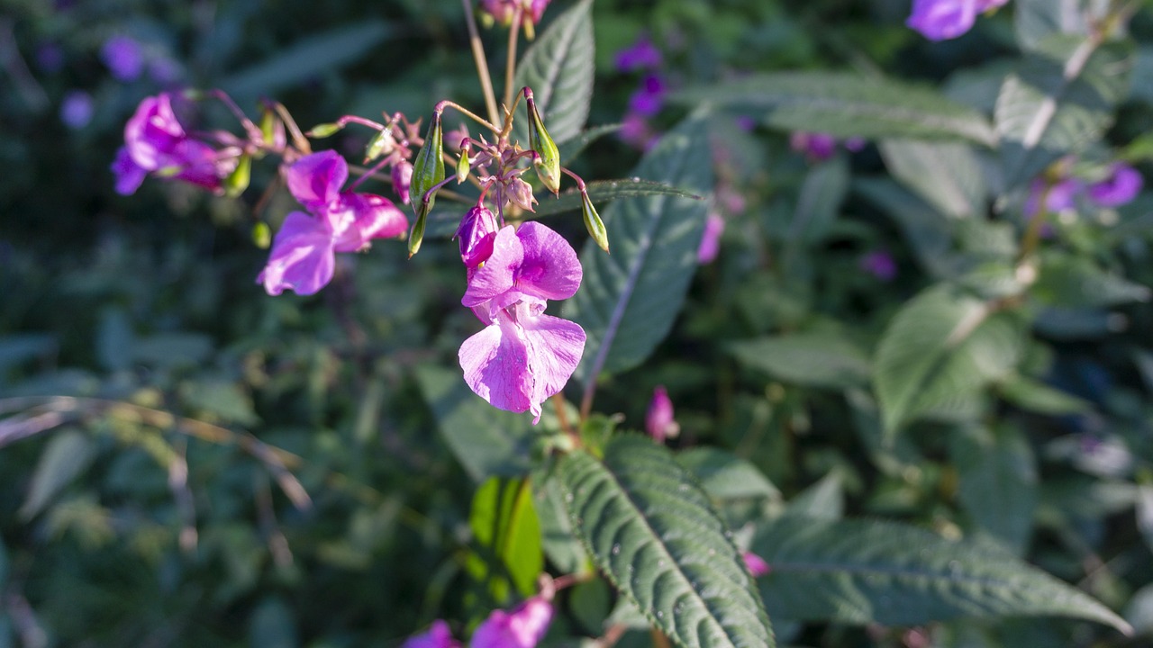 꽃가루 알레르기