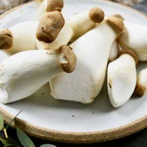 새송이버섯 효능