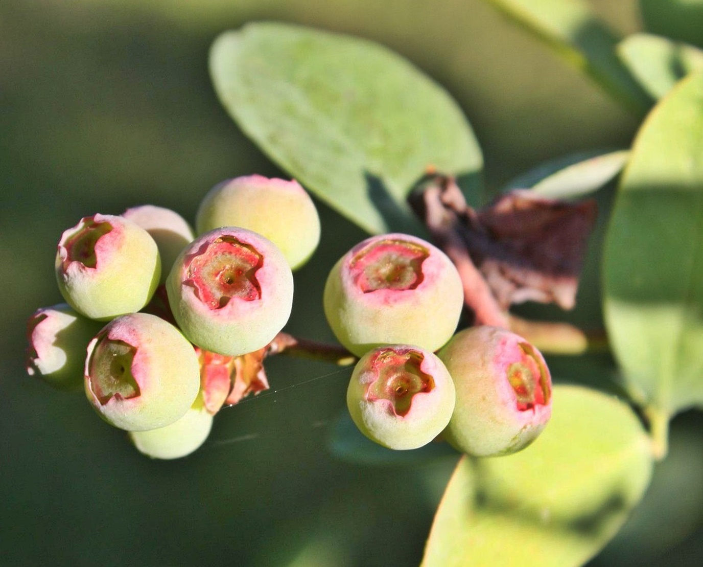 혈당 조절의 주역 '간' 피로해지면 혈당이 안 내려가는 이유!