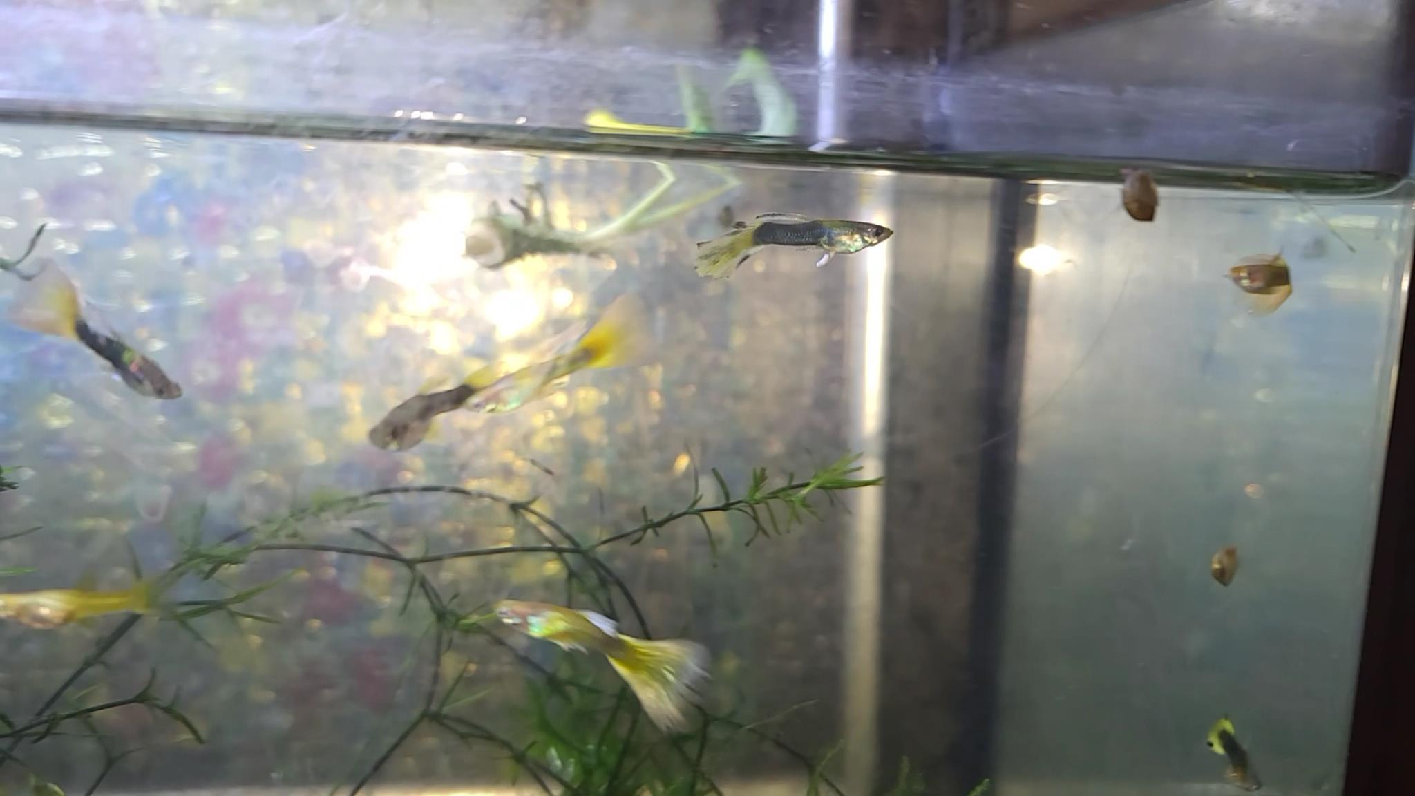 유산균을 먹고 흰똥을 싸는 수컷 구피