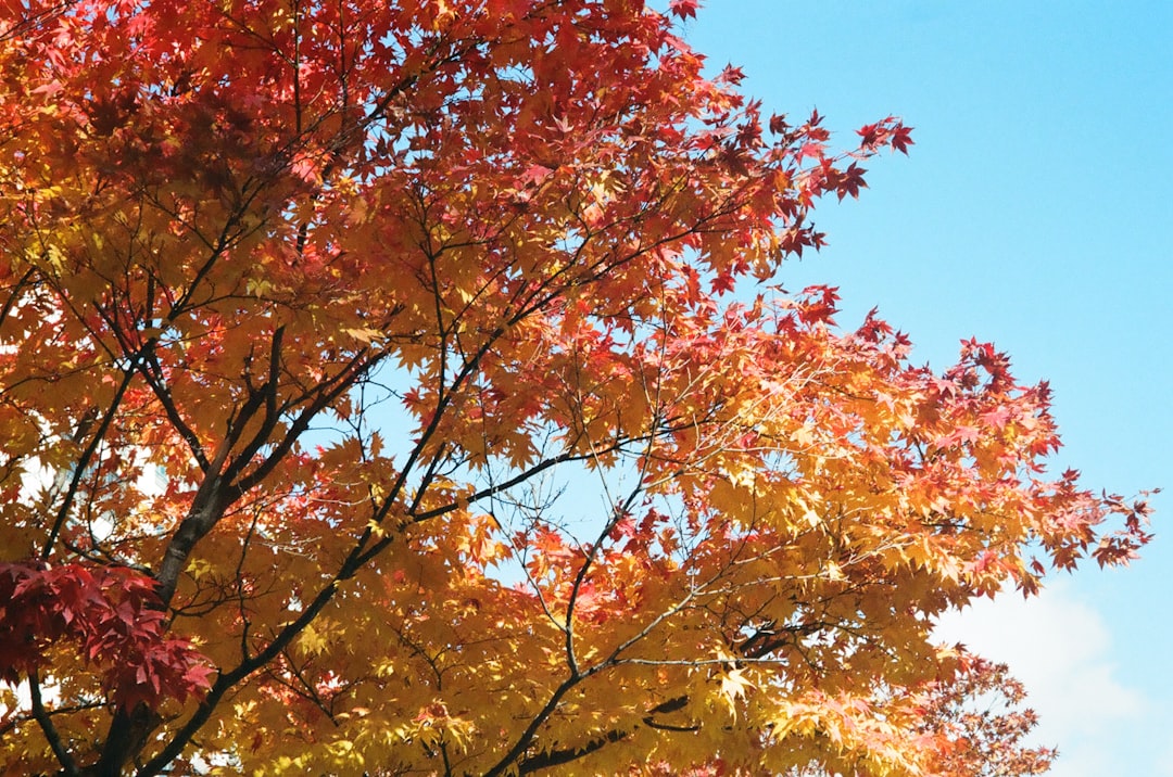 Maple