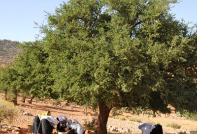 아르가니아 나무 사진