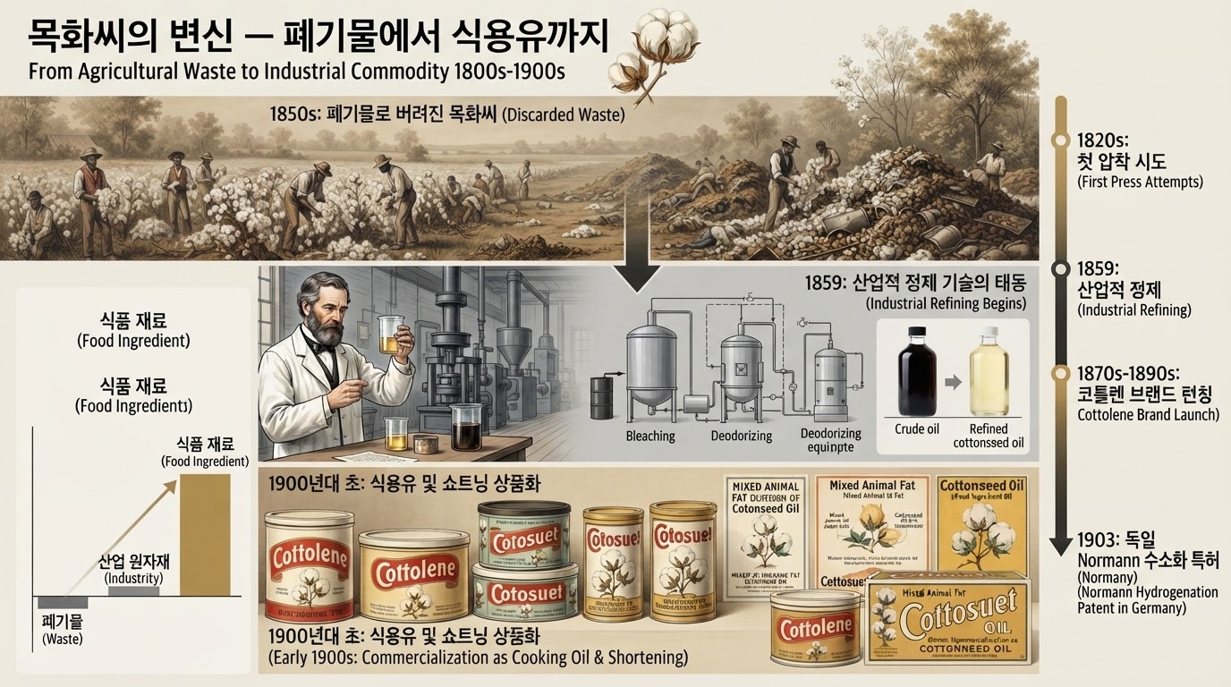 1850년대 폐기 씨앗 더미 → 1859 David Wesson 정제 공정 → 1900년대 초 Cottolene·Cotosuet 브랜드 진열 / 우측 타임라인 + 좌측 경제 가치 상승 차트 / 제목 "목화씨의 변신 — 폐기물에서 식용유까지"