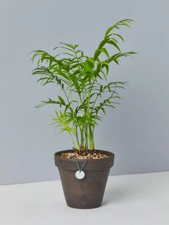 테이블야자 키우기 물주기 실내위치 통풍관리 사무실과 집 모두 적용_34