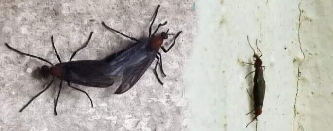 러브버그 제거방법