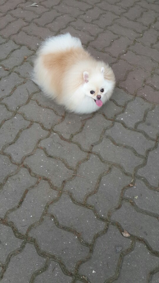 강아지 똥꼬스키의 이유 항문낭&amp;#44; 짜야 할까?