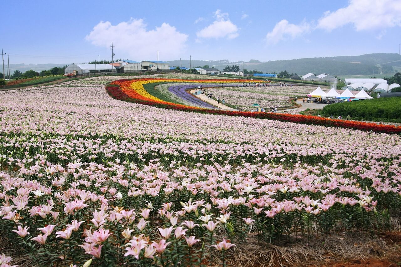 화성 뱃놀이 축제