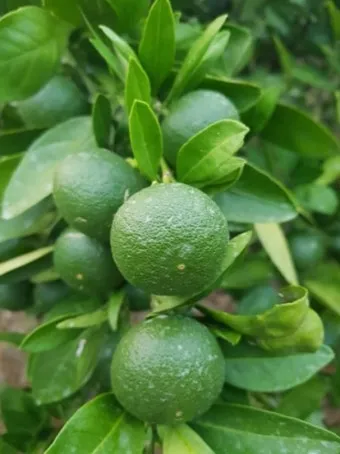 청귤 재배 어린 열매 솎기 착색 관리 저장 팁_3