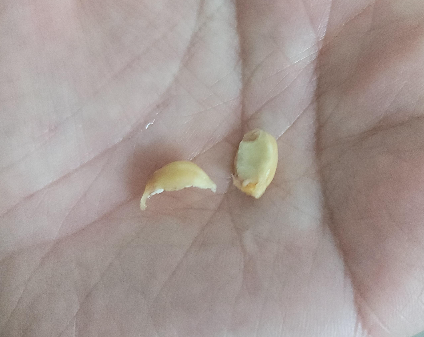 설국향 씨앗