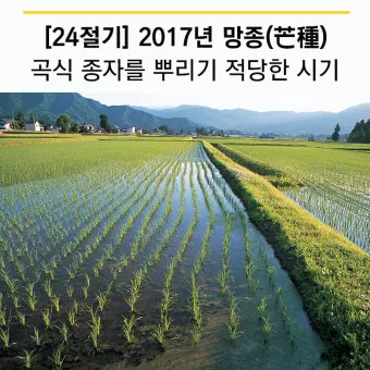 망종 절기 망종의 뜻 전통음식 매실청 담그기_9