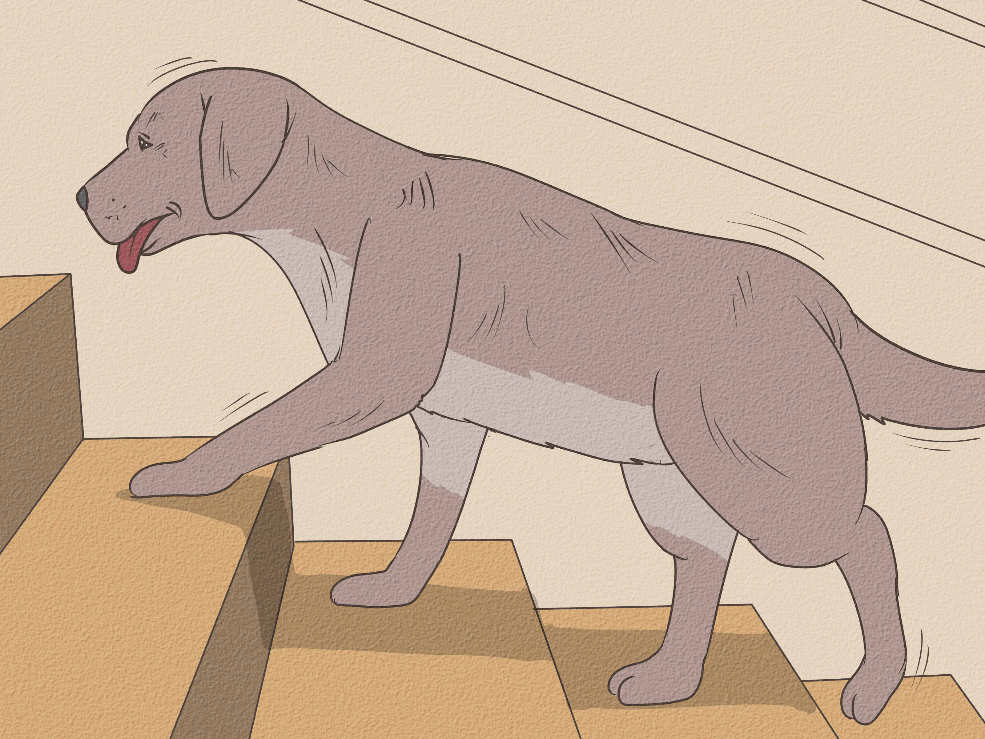 치매에 걸린 노령견 이미지