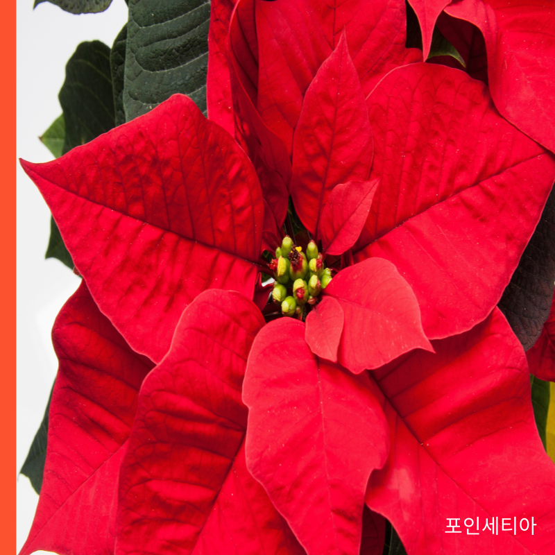 포인세티아 키우는법 키우기