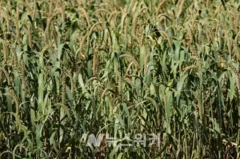 조 재배 건조 강한 작물 파종 방법 초보 가이드_4