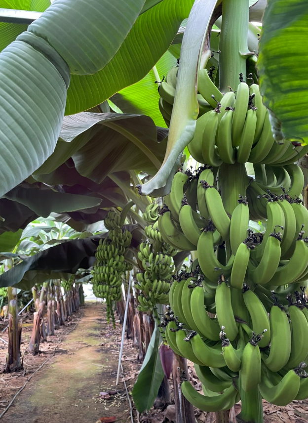 &amp;lt; 생방송투데이 보고 먹고 즐기다 3GO 여행 창녕&amp;#44; 청도편 &amp;gt;