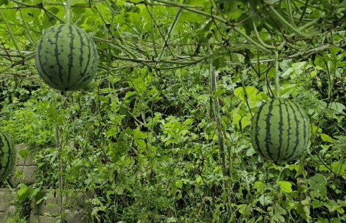 애플수박 모종 심는 시기 수확시기 및 재배법 알아보기