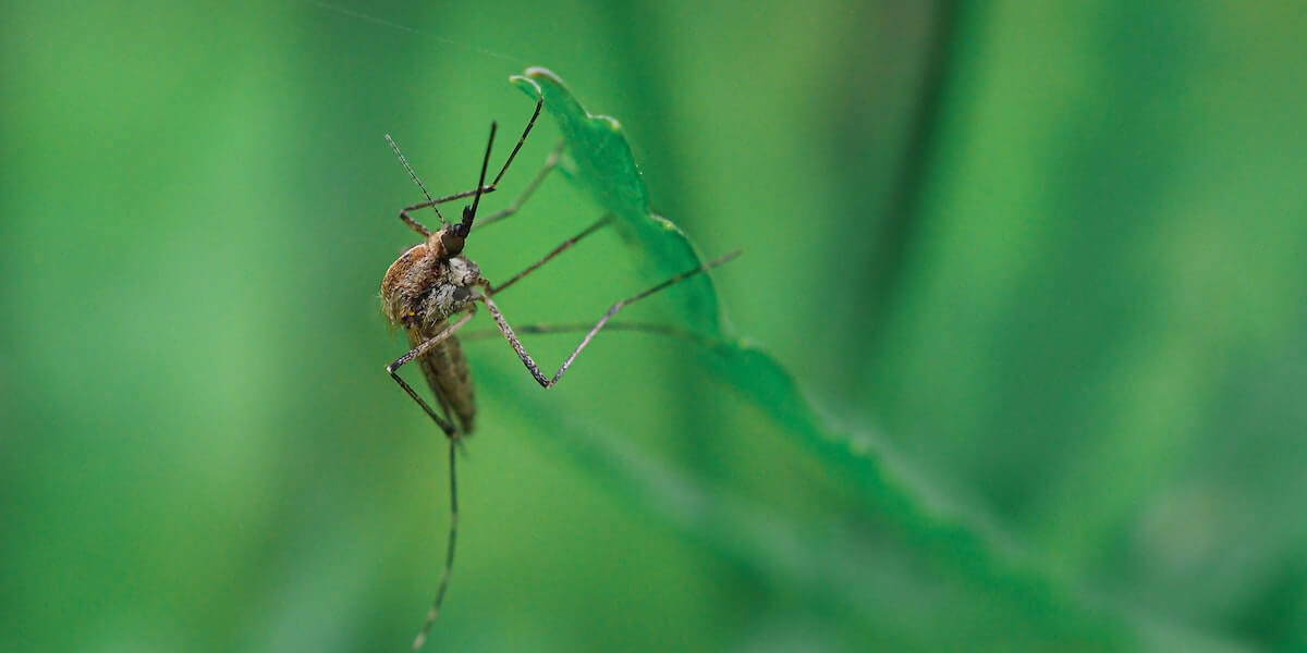 말라리아 경보&amp;#44; 증상&amp;#44; 진단 방법&amp;#44; 치료법&amp;#44; 예방접종&amp;#44; 잠복기&amp;#44; 후유증 