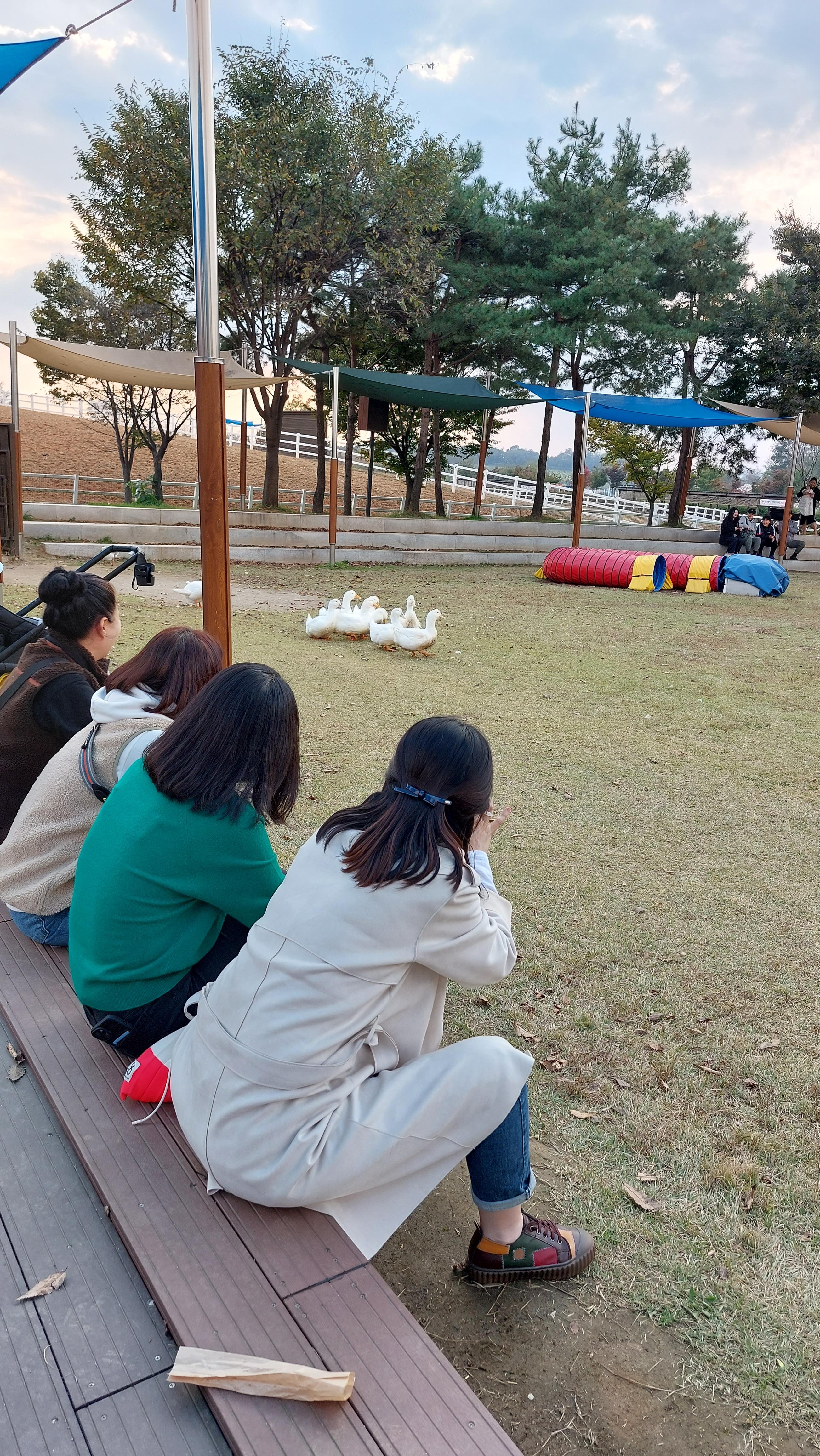 안성팜랜드 가축놀이 한마당 입장쇼 오리