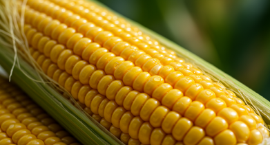 옥수수