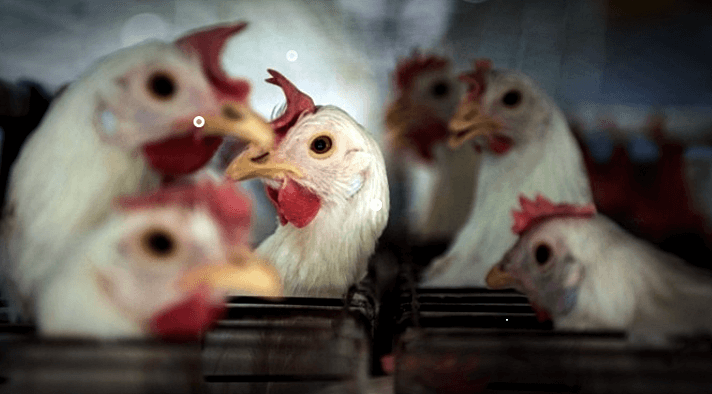 조류인플루엔자