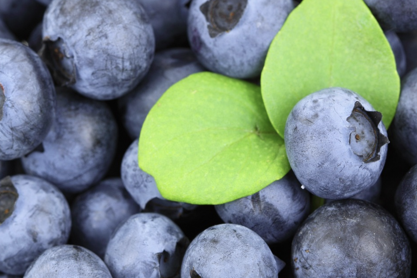 블루베리-보충제-안토시아닌-루테인-다크서클-녹내장-크로세틴-아스타잔틴-비타민