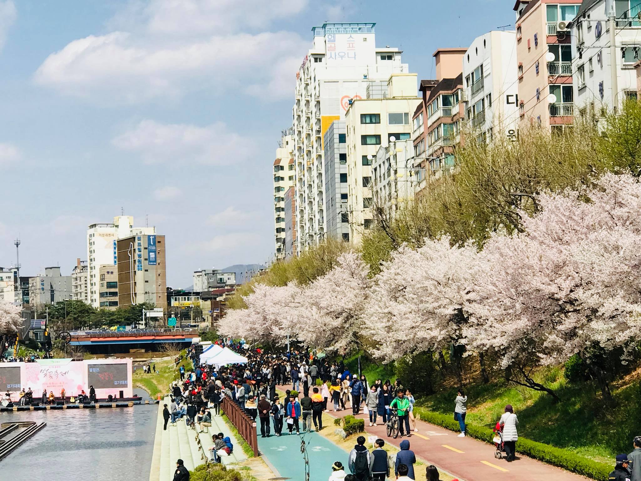 은평의 봄 2024 불광천 벚꽃축제 기본일정 및 프로그램 소개 (김범수 진성 코요태 김소현 하이키 출연) 은평 불광천 봄꽃 마라톤 대회 소개