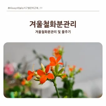 화분 겨울철 관리 난방건조 습도유지 물주기간격 조절 식물등보조_6