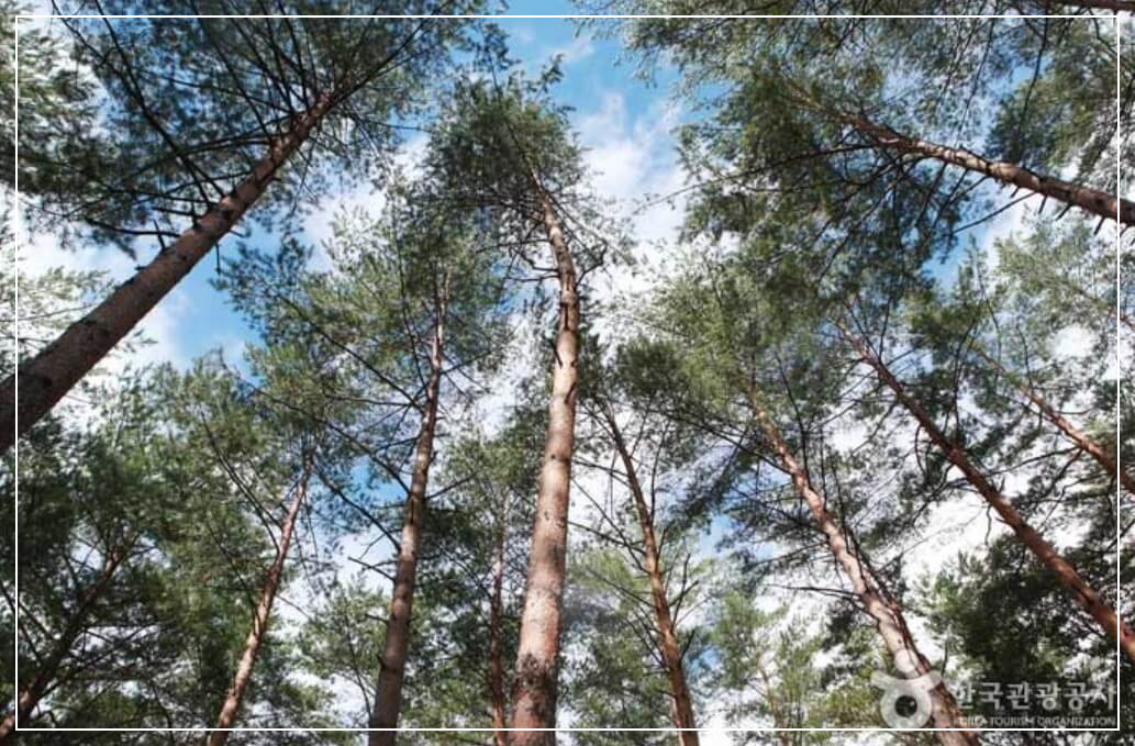 울진 가볼만한곳 베스트10 금강송 에코리움&middot;금강송 숲길