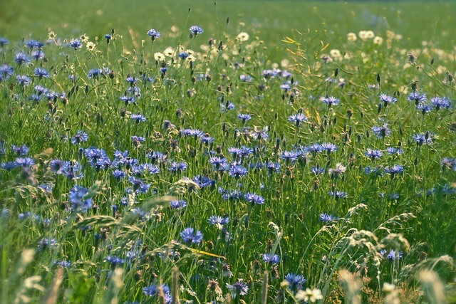 꽃양귀비와 수레국화