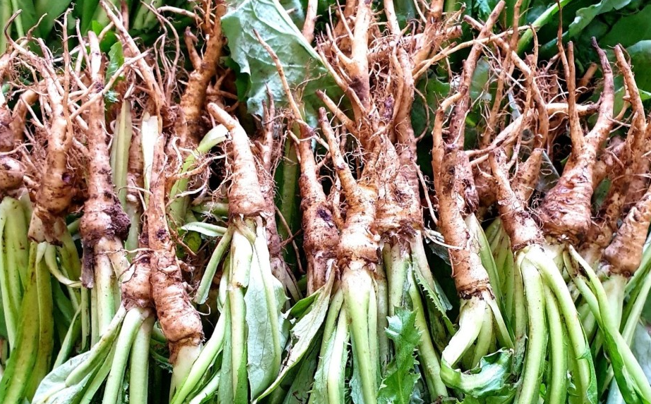 경이갓김치 골들빼기