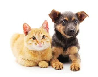 개 고양이 트라조돈 약물 사용 가이드와 주의사항 정리_29