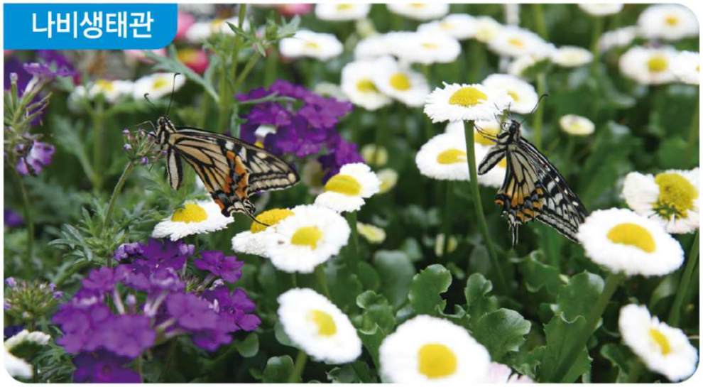 함평나비대축제