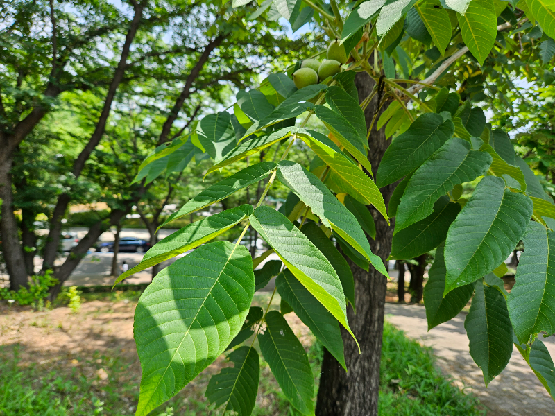 가래나무 잎1