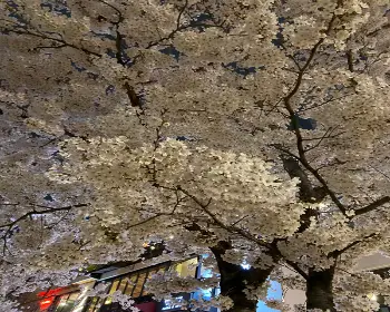 경주벚꽃축제_28