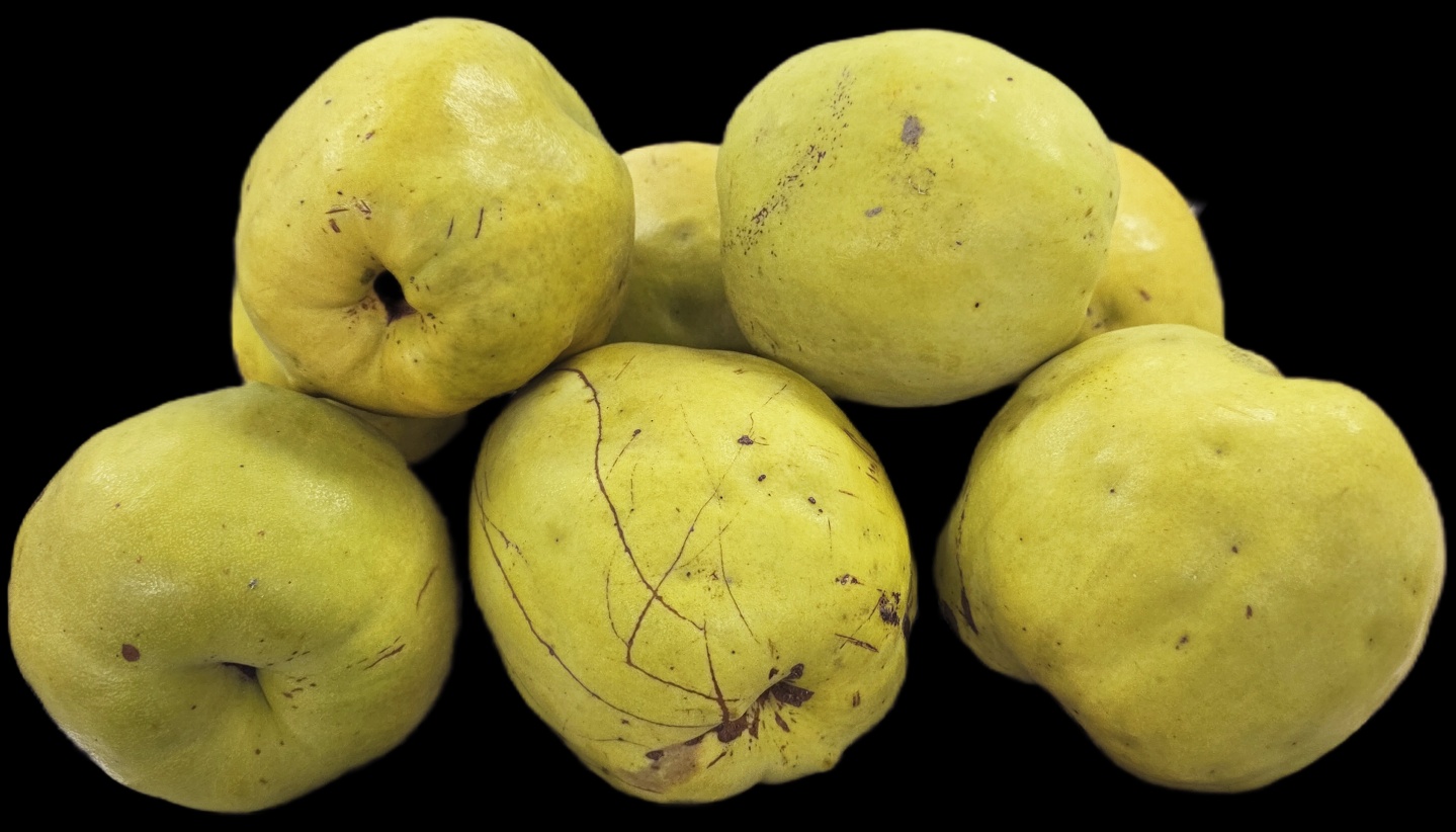 점점 노란색으로익어가는모과사진