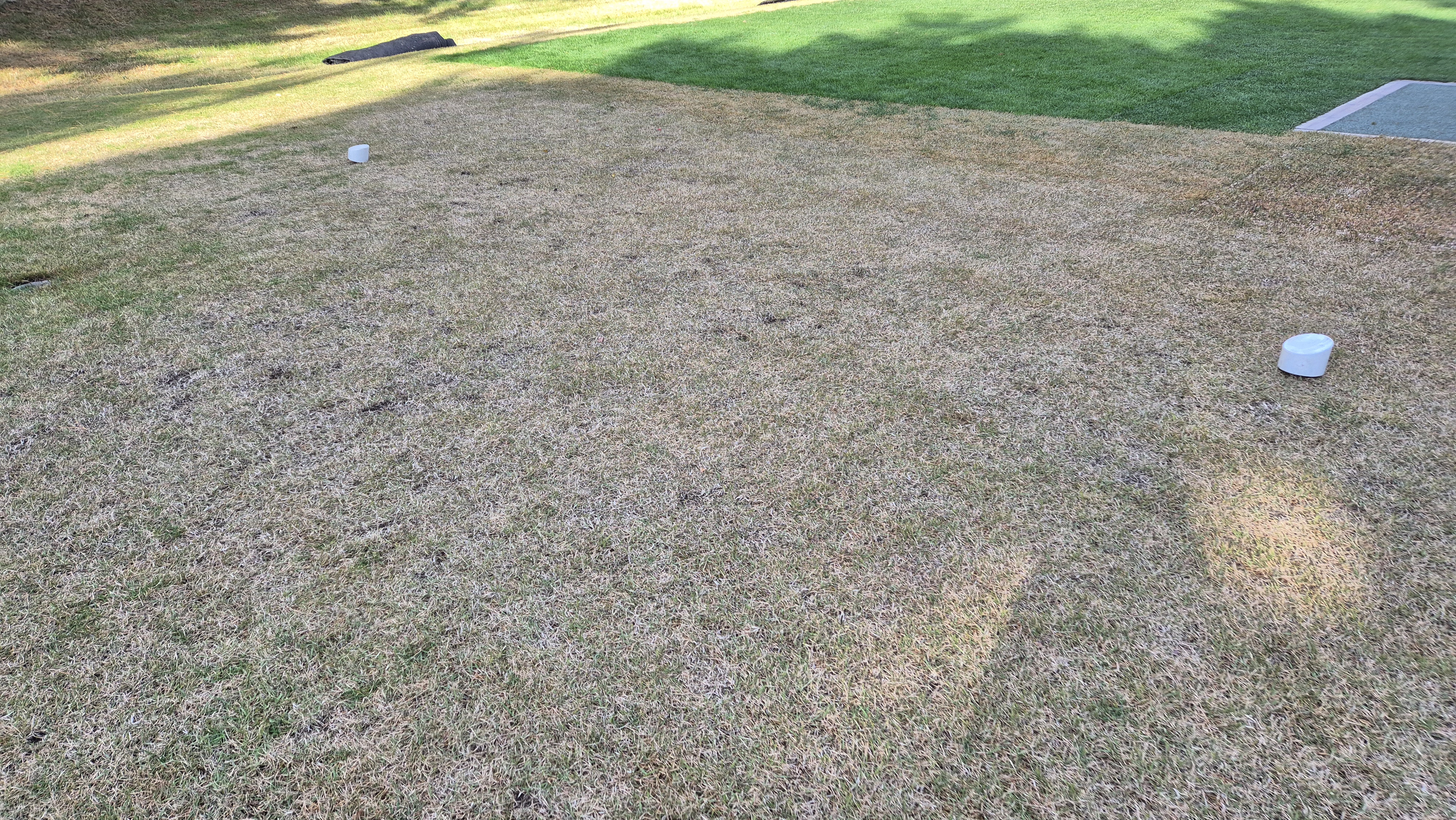 세종에머슨cc 밸리-마운틴 코스 티잉구역 상태