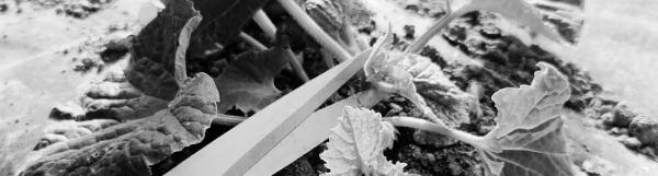 참외 순지르기그림: 요령