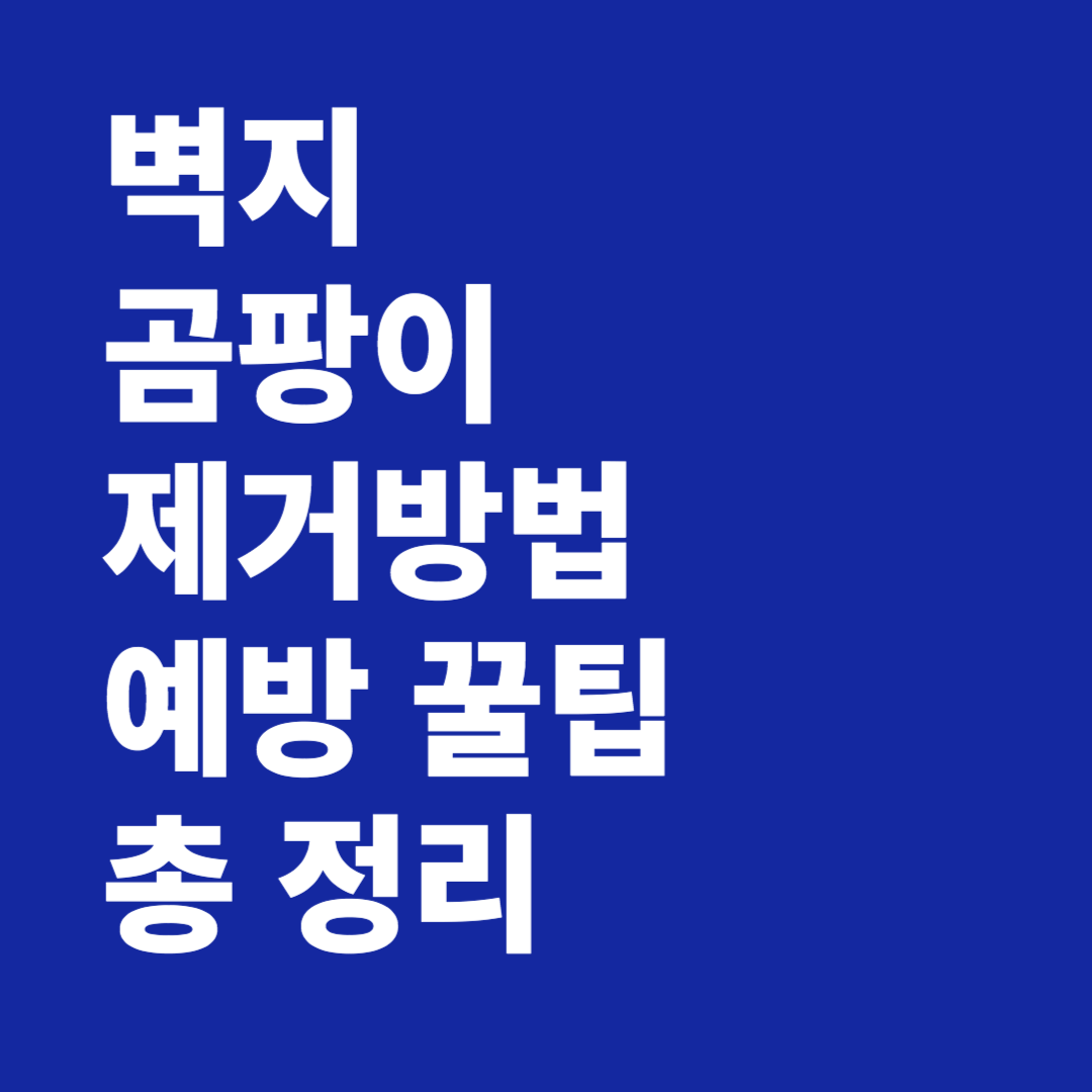 벽지 곰팡이 제거 방법 예방 꿀팁 총 정리